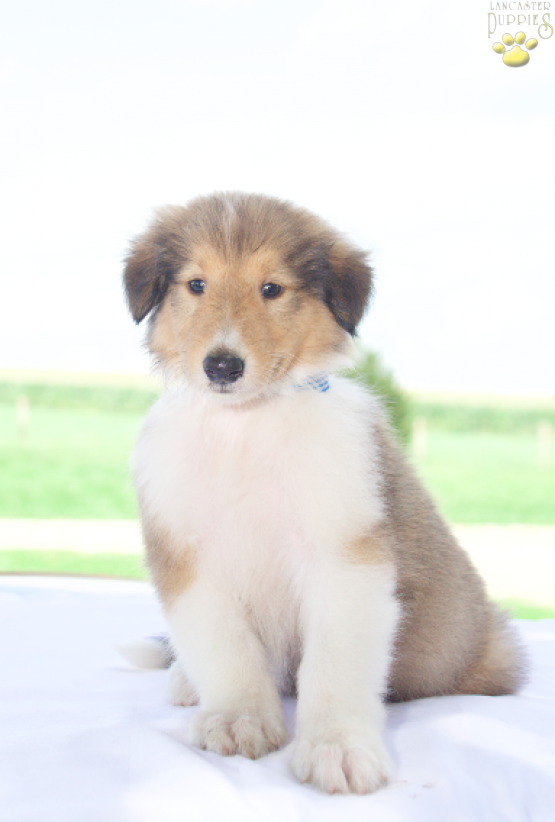 Mike - Rough Collie puppy for sale in Baltic, OH