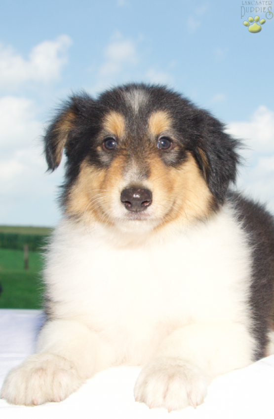 Rachel - Rough Collie puppy for sale in Baltic, OH