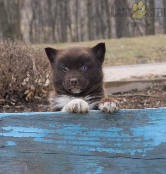 brown and white pomsky male - AKC parents