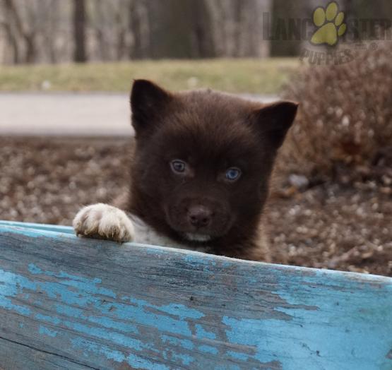brown and white pomsky male - AKC parents