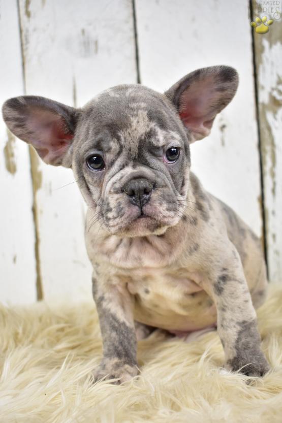 french bulldog blue merle for sale