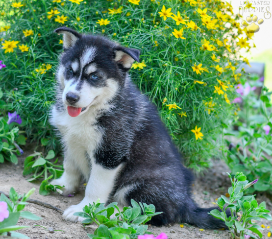 Darlene Siberian Husky ACA puppy for sale in Fresno, OH