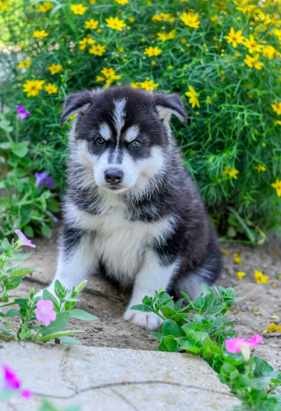 Davey Siberian Husky ACA puppy for sale in Fresno, OH