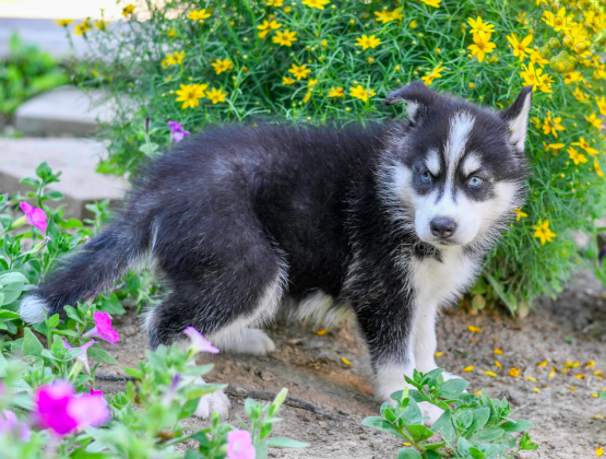Diesel Siberian Husky ACA puppy for sale in Fresno, OH