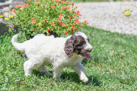 DIRK - F1B LABRADOODLE FOR SALE IN FRESNO, OH