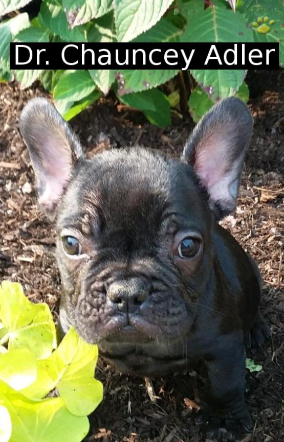 Doc French Bulldog Puppy For Sale In Millersburg Oh Happy Valentines Day Happyvalentinesday2016i