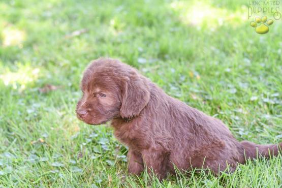 HELEN - Adorable Labradoodle for sale in Fresno, OH