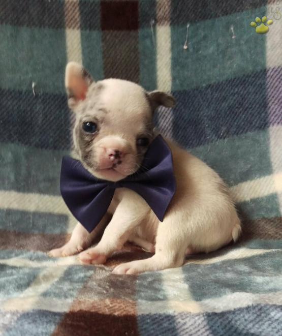 41 Top Images Blue Merle Bulldog For Sale In Pa : Blue Merle And White Rosco French Bulldog Puppy For Sale In Lancaster Pa Happy Valentines Day Happyvalentinesday2016i