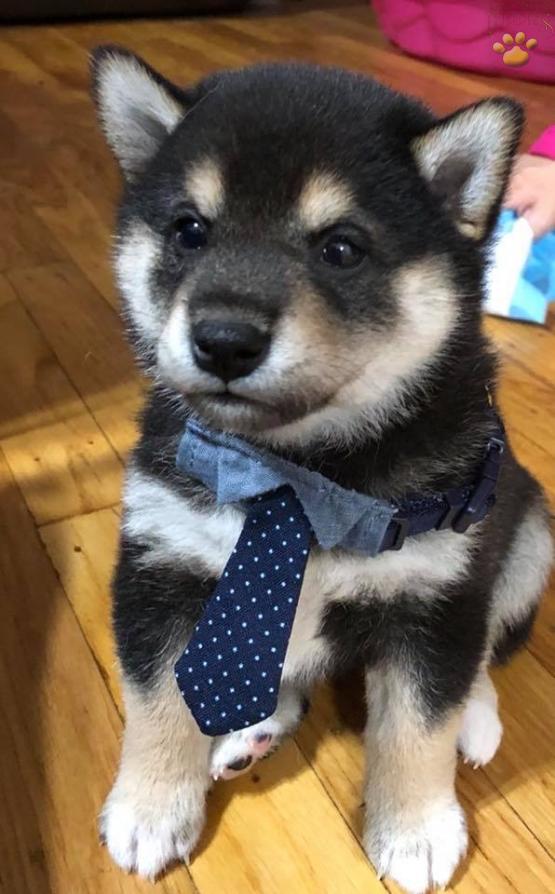 Oreo Shiba Inu Puppy For Sale In King Of Prussia Pa Happy