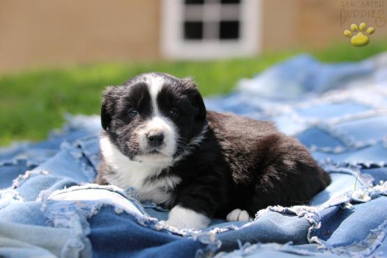 Australian Shepherd Puppy For Sale, Holmesville, Ohio