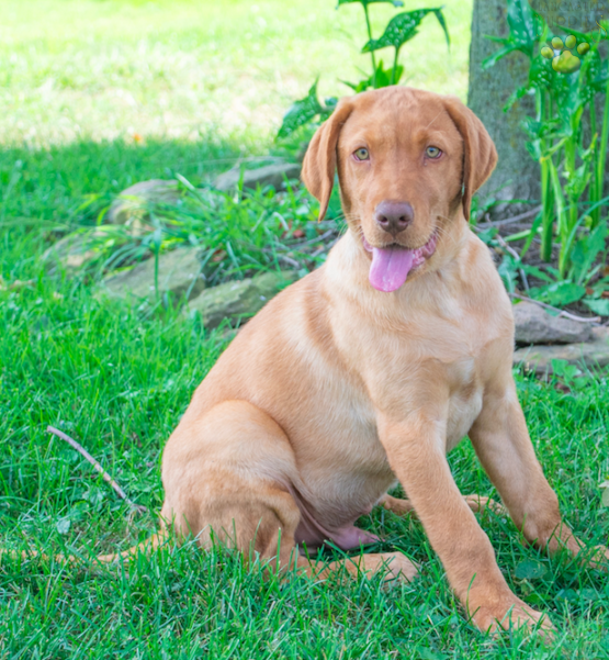 Lebron - A Beautiful Red Fox Labrador Retriever puppy for sale in Baltic, OH