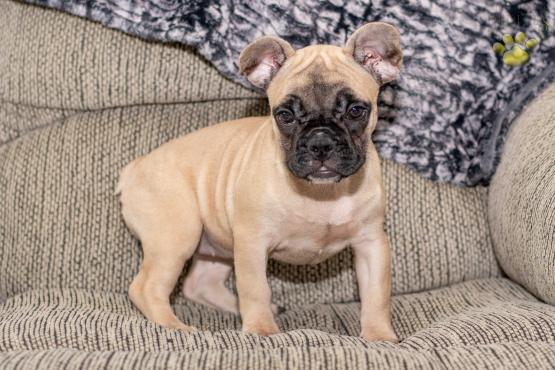 Raquel - French Bulldog Puppy for sale in Millersburg OH