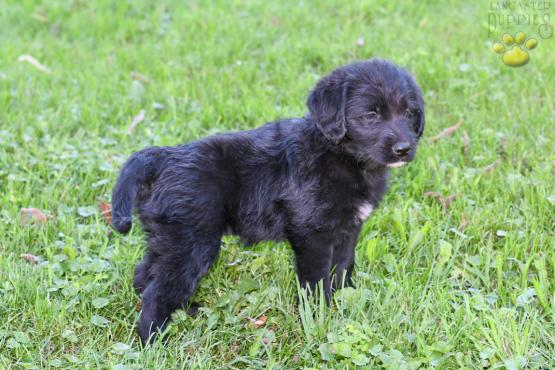 LILLY - Adorable Labradoodle for sale in Fresno, OH