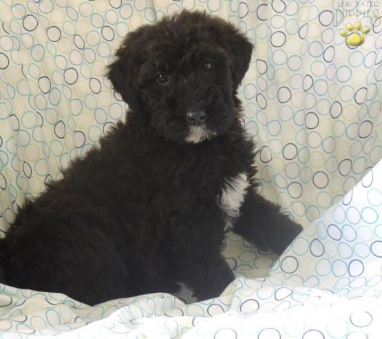 airedoodle puppies for sale