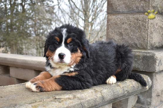master-bernese-mountain-dog-puppy-for-sale-ohio