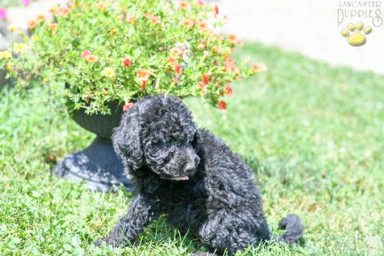 NICHOLAS - LABRADOODLE FOR SALE IN FRESNO, OH