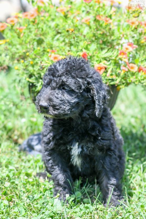 NICHOLAS - F1B LABRADOODLE FOR SALE IN FRESNO, OH