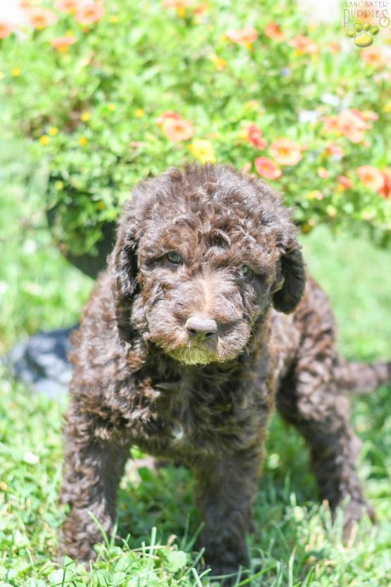 NICKI - F1B LABRADOODLE FOR SALE IN FRESNO, OH