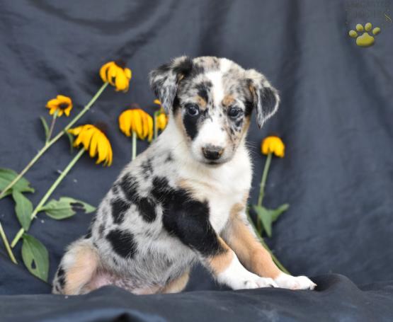 Stacy Blue Heeler Australian Shepherd Hybrid Puppy For Sale In Baltic Oh Happy Valentines Day Happyvalentinesday16i