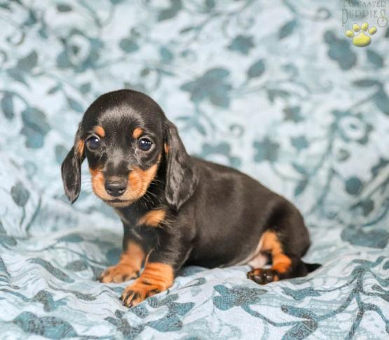 27 Best Pictures Miniature Dachshund Puppies In Pa