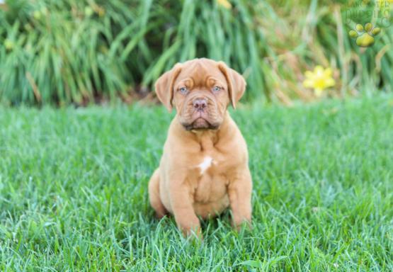 french bordeaux puppies for sale
