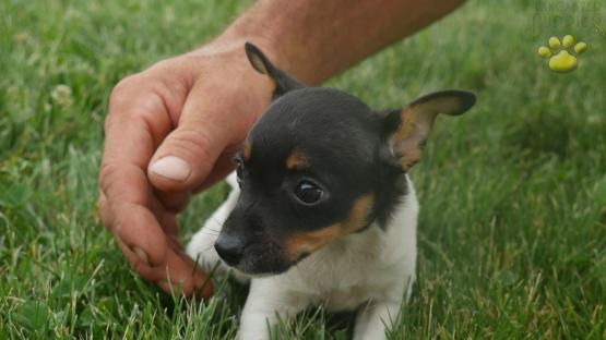 tracy-toy-fox-terrier-for-sale-ohio