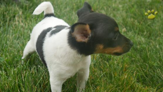 tracy-toy-fox-terrier-for-sale-ohio