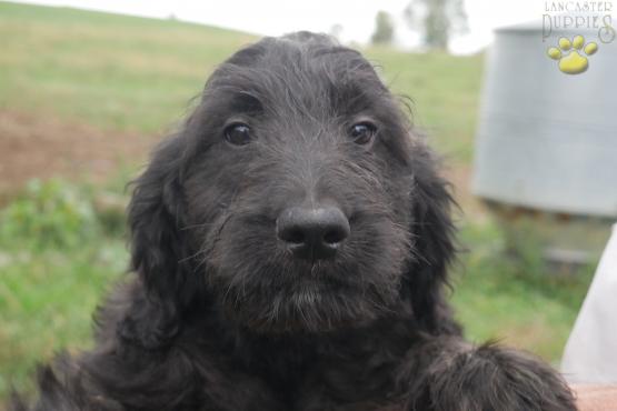 penelope-goldendoodle-puppy-for-sale-ohio