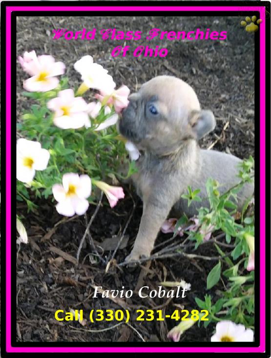 Favio Cobalt World Class Frenchies Of Ohio French Bulldog