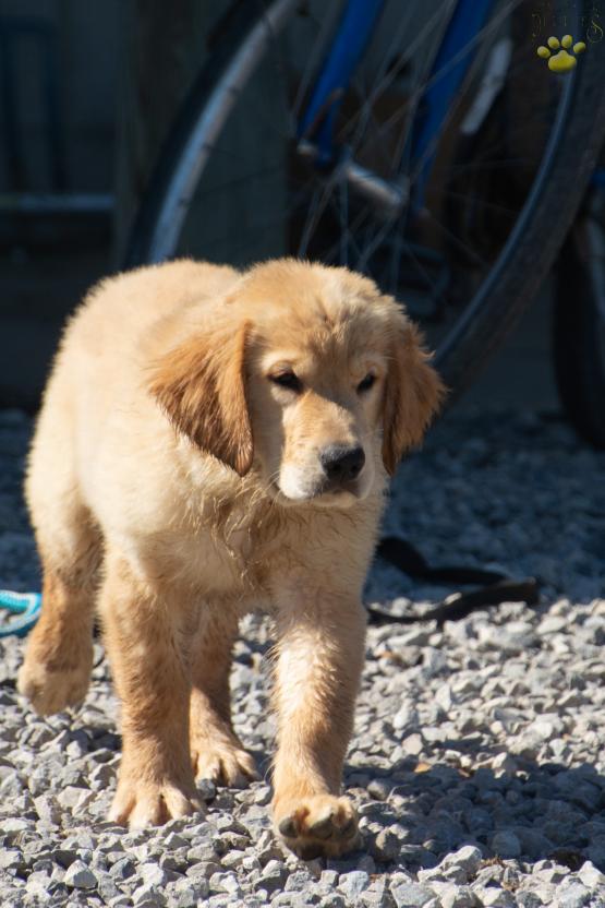 Rover - Golden Retriever puppy for sale in Holmesville, OH