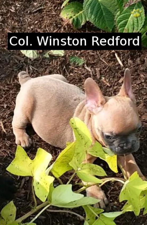 Col. Winston Redford Red World Class Frenchies of Ohio French Bulldog