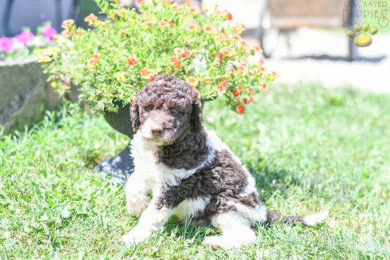RICH - F1B LABRADOODLE FOR SALE IN FRESNO, OH