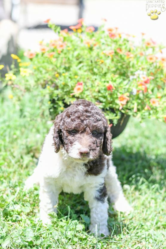 RICH - LABRADOODLE FOR SALE IN FRESNO, OH
