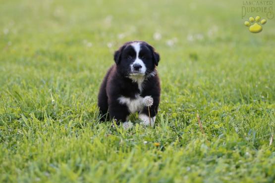 Australian Shepherd Puppy For Sale, Holmesville, Ohio