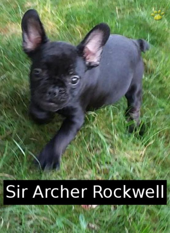 Sir Archer Rockwell Rocky World Class Frenchies of Ohio French Bulldog
