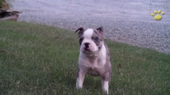 Lucy Blue Merle Boston Terrier Puppy For Sale In Drumore Pa Happy Valentines Day Happyvalentinesday2016i