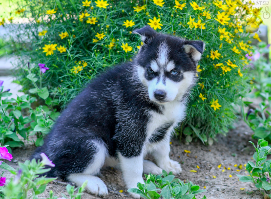 Scarlet Siberian Husky ACA puppy for sale in Fresno, OH