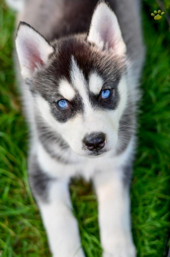 Scarlet Siberian Husky ACA puppy for sale in Fresno, OH
