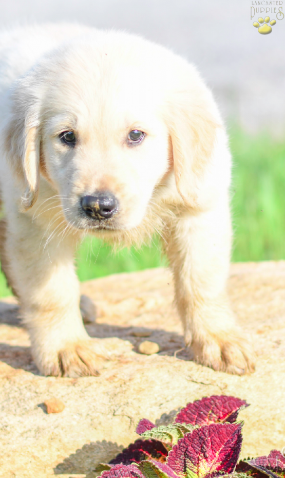 Freddy Golden Retriever Puppy for sale in Wooster OH