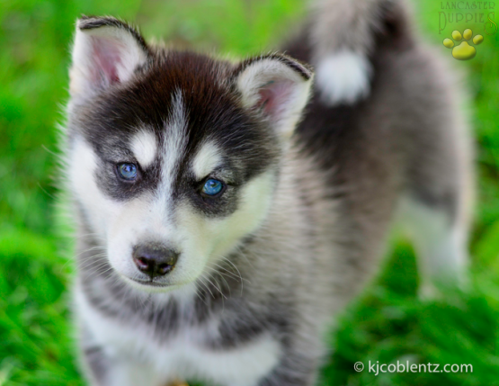 Diesel Siberian Husky ACA puppy for sale in Fresno, OH