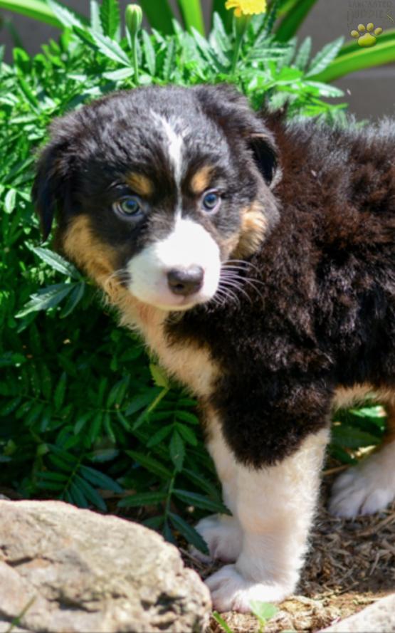 Bailey - Beautiful Austrialian Shepherd puppy for sale in Millersburg OH
