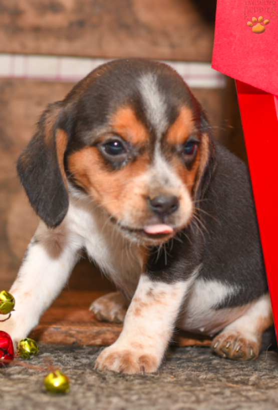 Tammy - Beagle puppy for sale in Millersburg, OH