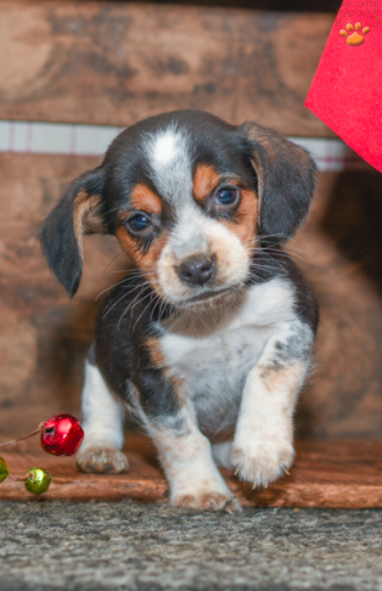 Brinks - Beagle Puppy for sale in Millersburg, OH