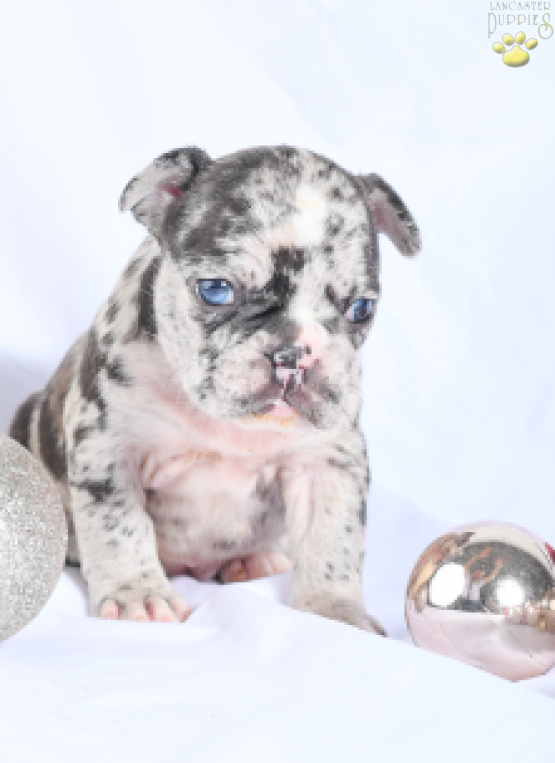 Tonya - French Bulldog, Frenchie puppy for sale in Millersburg, OH
