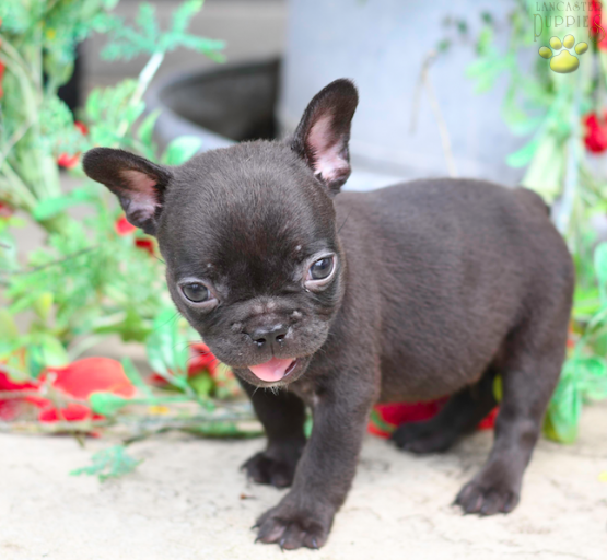 Snickers French Bulldog for sale in Millersburg, OH