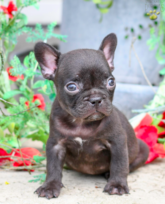 Snickers French Bulldog for sale in Millersburg, OH