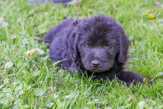 TRISTEN - Adorable Labradoodle for sale in Fresno, OH