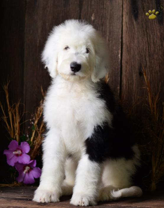 WILLIE - SHEEPADOODLE FOR SALE IN FRESNO, OH