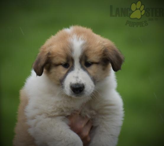 Droll Great Pyrenees Mix Puppies