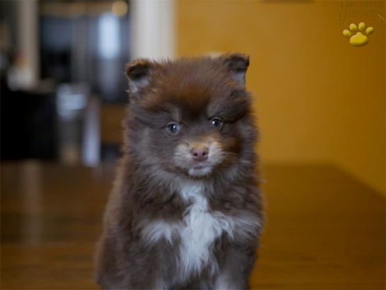 cheerio-pomsky-puppy-for-sale-ohio